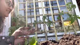 Tomato Care Tips - Pruning and Companion Planting | Our Humble Homestead