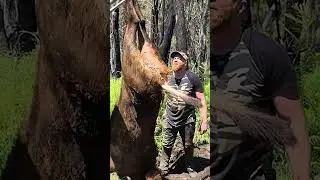 Epic Sambar Deer Hunting Australia 2022 #hunting #deer #sambarhunting #hunting2022 #hunt