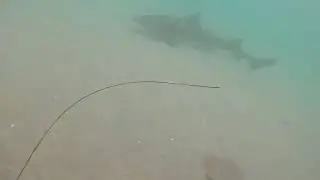 Round Rays and Leopard Sharks.     M.R. 9/12/22