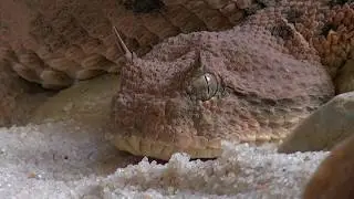 Mike Mareen - Don't talk to the snake (12 vers.+TEXT)