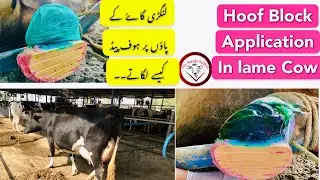 Hoof Block application in Cows  || Lameness management in dairy cows || Hoof sore Management
