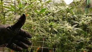 Day 21 of bloom leaf defoliation - Bahama Mama testers by Solfire Gardens.