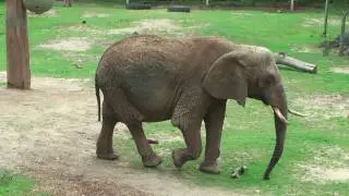 Paignton Zoo