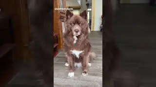🐕Husky Dog Information ❣️#huskydog #huskypuppy #dogvideos #doglife #huskylife #doglove #huskydog