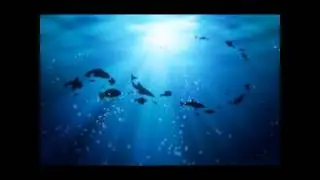 where dolphins play-