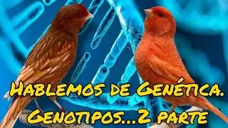 Hablemos del GENOTIPO en Canarios....2 video.
