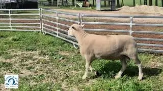Ashcharmoo Poll Dorsets 2025 Ram Sale - Lot 1 - 240081