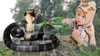 A snake entered the tent to attack the baby - Repairing the abandoned tent in the forest.