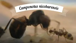 1. Мое знакомство с Camponotus nicobarensis