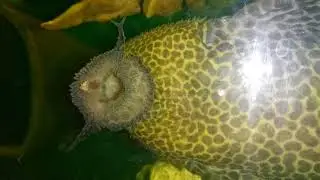 Pseudacanthicus cf. leopardus L114