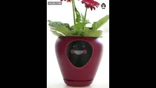 Flower super dope pot