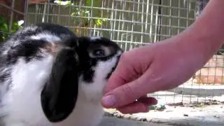 Bunny Grooming Me