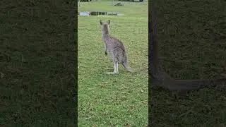 Beautiful grey kangaroos in Halls Gap #shortfeed #visitvictoria #kangaroo #wildlife #nature #au