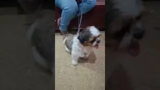 Cute pet 🐶🐕