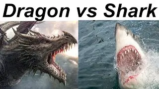 Dragon Vs. Shark