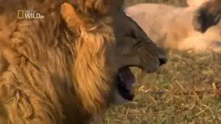 Lion Laughing Meme Template - Memes clips Download