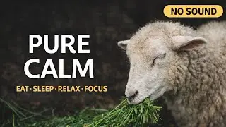 Calm Farm Animals Eating 🌾 | For Sleep, Relax & Focus | Silent