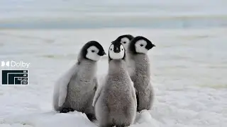 Penguins 8k videos, ,PEnguin 4K video,8k penguin video hd,penguin 8k,baby penguin