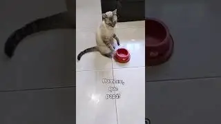 The cat is hinting that it&rsquo;s time to eat