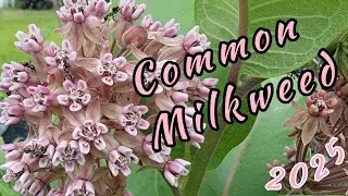 Common Milkweed - essential host plant for the Monarchs 