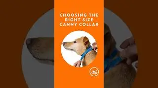 How to Measure Your Dog for a Canny Collar (Step-by-Step) 🐾