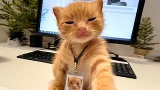 Cats Talk in The Funniest Way Possible 😹 Funny Cat Videos 2026