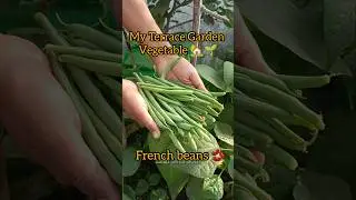 Ep.13 My Terrace Garden Vegetables//French Beans 🫘#youtubeshorts #harvesting #garden #terracegarden