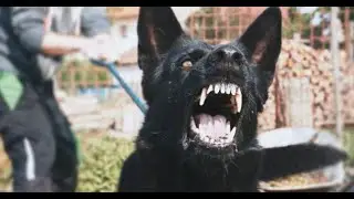 Top 10 Awful Ways to Go.listverse.com