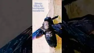 #Xylocopa latipes, #india broad-handed #carpenterbee