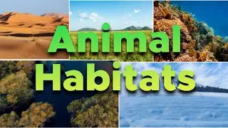 Animal Habitats Explained | Ever So SMart