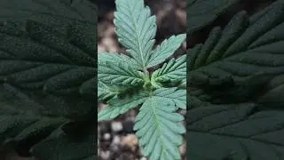 Blue Dream Weed PC Grow (Week 4)