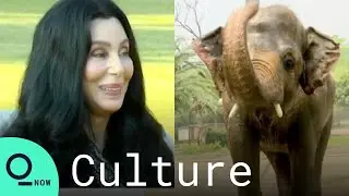 Cher Helps Lonely Elephant Relocate to Cambodia Sanctuary