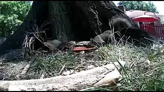 Thirsty Squirrel