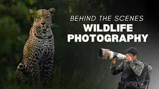 The African Wildlife Photography Experience