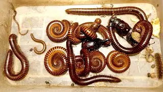 Observe Gentle Catch Insect Tonight, Venonus Giant Millipedes, Scorpion, Bettle, Lavar Run Fast..