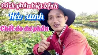 Bệnh héo xanh và chết dư phân giống nhau không 