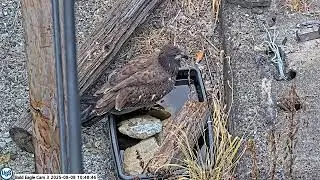 USS Bald Eagle Cam 3 on 8-8-25 @ 10:46 Ocho visits the water basin and gets a drink