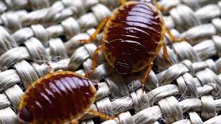 Understanding Bed Bugs &ndash; A Detailed Look at These Common Household Pests