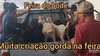 Feira do borde em desterro Paraíba 