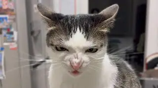 Crunchycat - The cruncher 