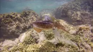 Aruba snorkel eagle beach reef GoPro