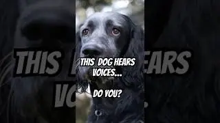 Hearing voices? #vancouverisland #dogs #thedodo #mentalhealth #mindset #morning #work #canada