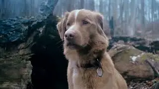 Good Boy (2025) - Whistle In the Woods