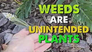 Weeds Are Unintended Plants | Guerrilla Gardening Show Ep #32