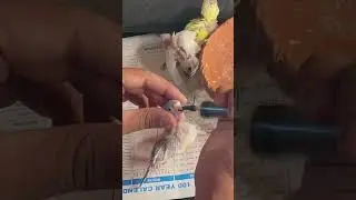 Hand feeding baby budgies full video on channel #shortsvideo #handfeeding #viralshorts #shortsfeed