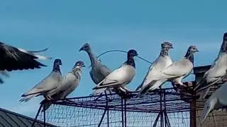 locik gołębi Włocławek idzie nowe