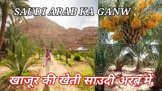 साउदी अरब में खजूर की खेती कैसे किजाती हैं Saudi Arabia गांव देहात खेती बाड़ी khajur ki kheti Najim