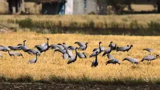 Demoiselle Crane (Grus virgo)
