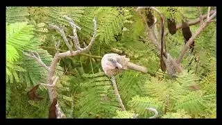 Spotted Dove (Spilopelia chinensis)