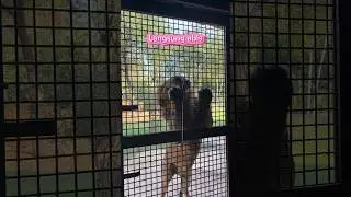 Ngasih makan singa di bali zoo, miwa berani ga yah? 🦁 #bali #zoo #singa